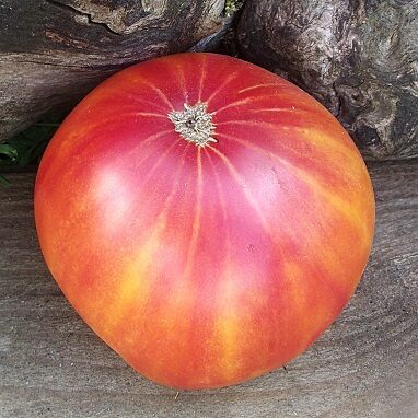 Divkrāsu un strīpainie tomāti